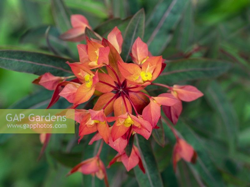 Euphorbia griffithii 'Fireglow' in early May  Norfolk 