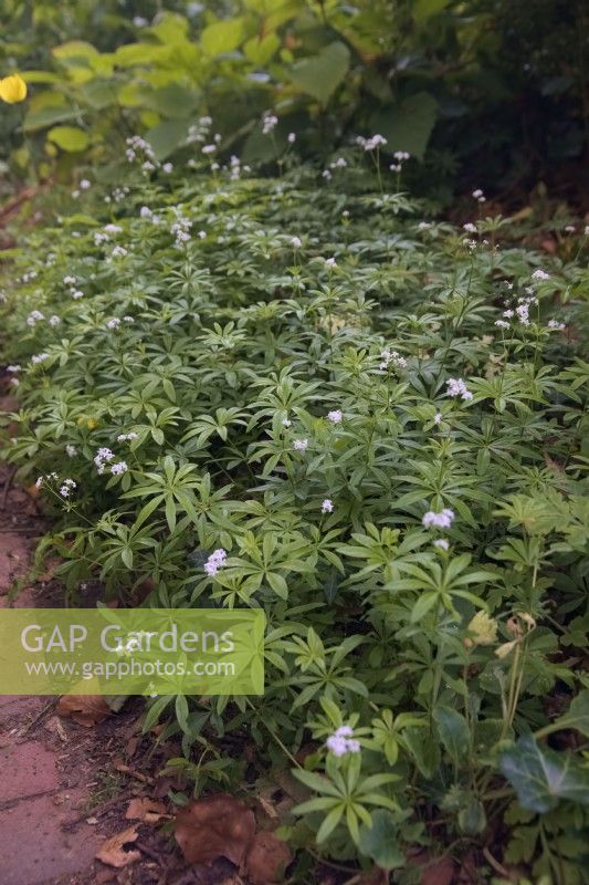 Galium odoratum - Woodruff growing in shade