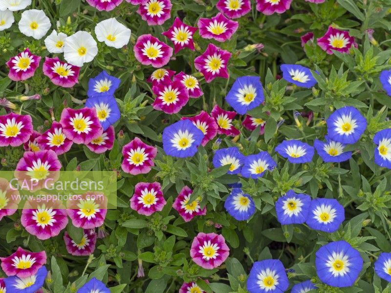 Convolvulus tricolor 'Red' and Blue