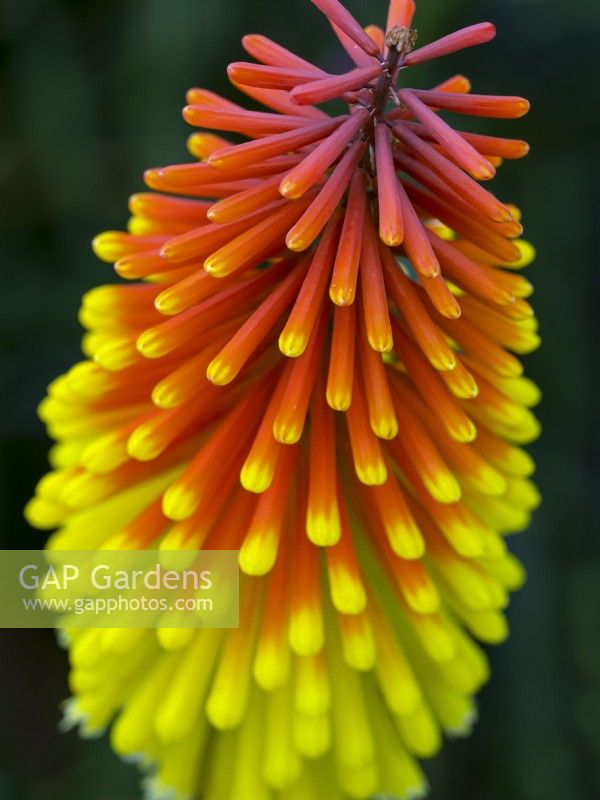 Kniphofia 'Royal Standard' flower