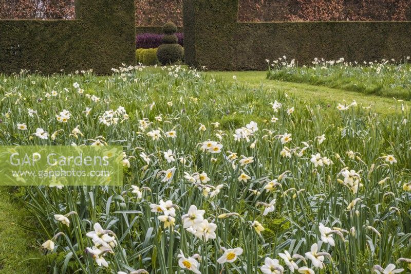 Narcissus 'Flower Record' naturalised in wild flower meadow with Primula veris - Cowslip