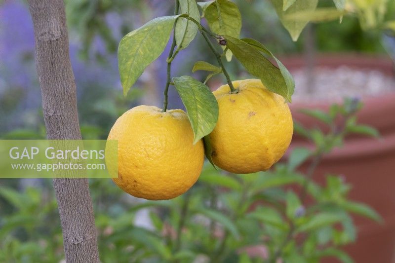 Citrus sinensis - Sweet Orange