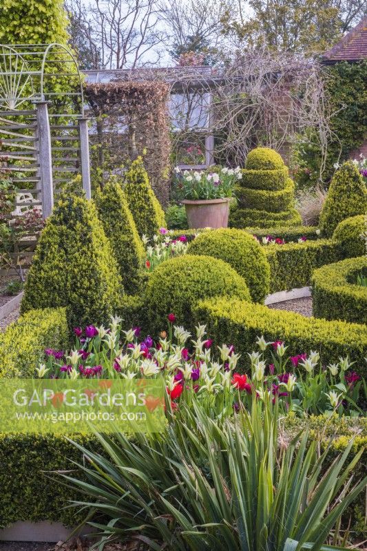 Formal Buxus - Box knot garden with topiary in spring with tulips