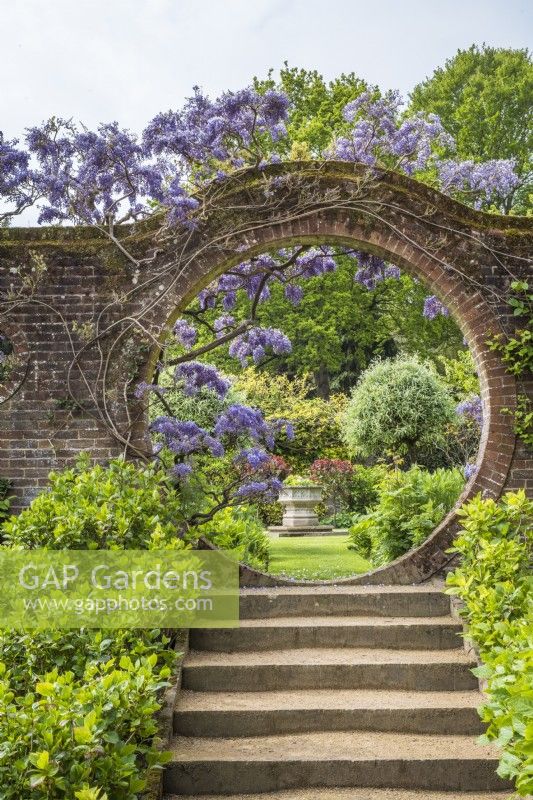 Steps leading to moongate in wall with flowering Wisteria Sinensis