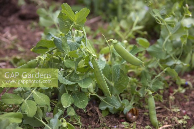 Pisum sativum 'Petit Provence' - Pea is a dwarf variety suitable for growing unsupported