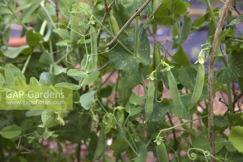 Pisum sativum 'Delikett' AGM - Pea growing with support of hedge prunings