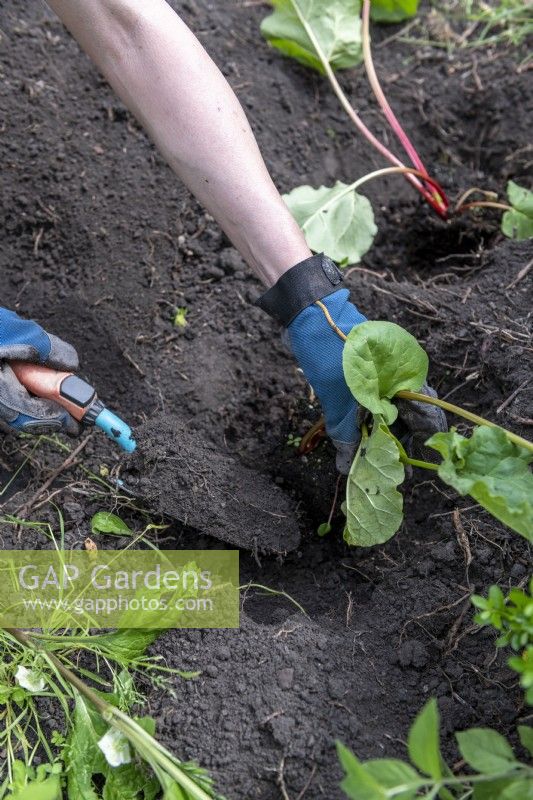 Using a trowel to plant a potted rhubarb 'Victoria' in the ground