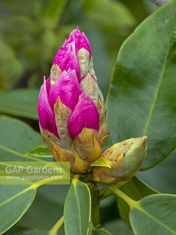Rhododendron 'Pink Pearl' coming into flower May Spring