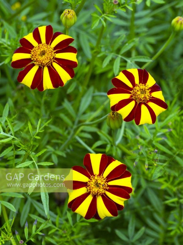 Tagetes 'Jolly Jester' in flower August Summer