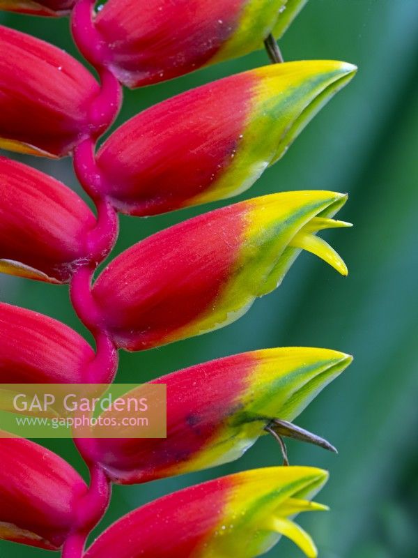 Heliconia rostrata - Lobster Claw