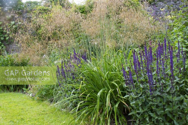 Salvia nemerosa 'Caradonna' at front of bed with Stipa gigantic - The Upper Walled Garden - Designer: Penelope Hobhouse - Aberglasney Gardens - Carmarthenshire Wales - June