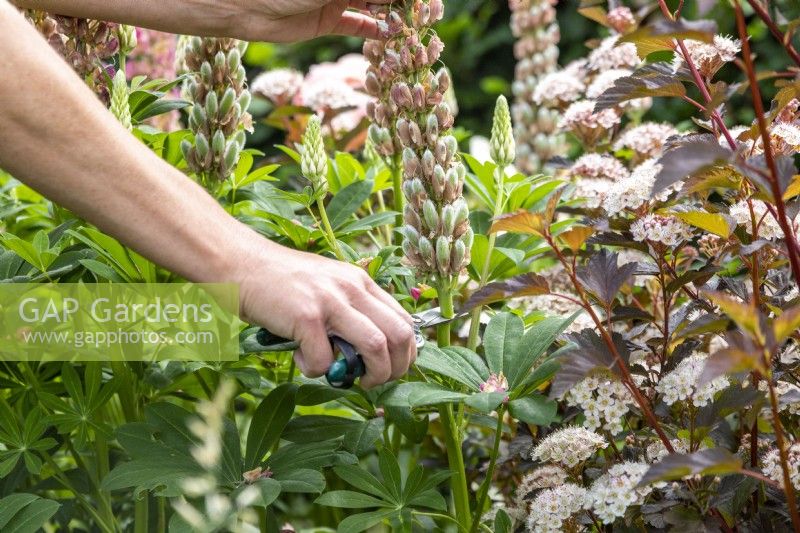 Woman dead heading a Lupinus 'The Chatelaine Pink'