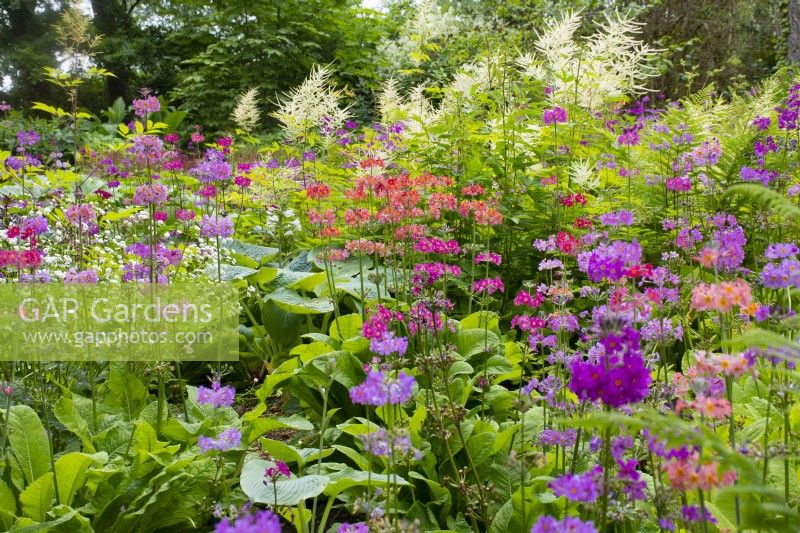 Mixed Primula Candelabra in a bed with Hosta and Aruncus - June
