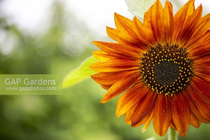 Helianthus 'Velvet Queen' - Sunflower