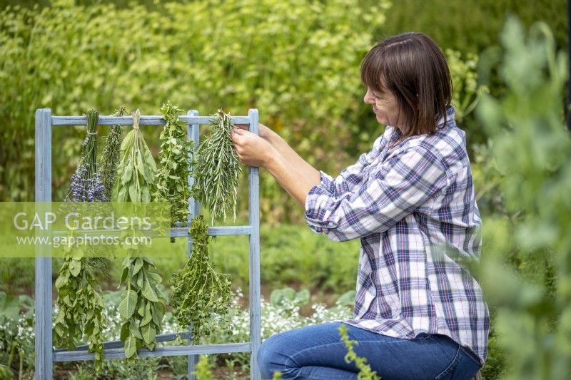 Woman tying rosemary to a herb rack to dry