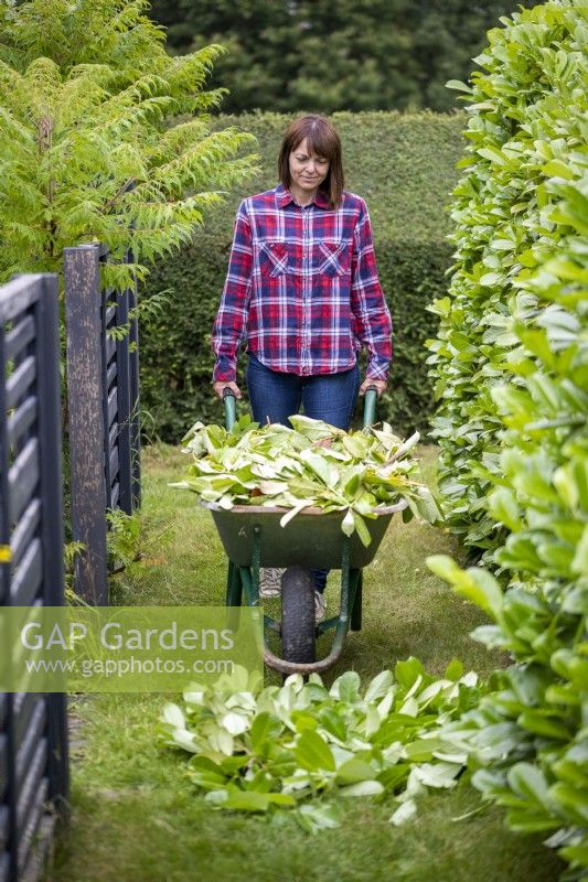 Woman pushing wheelbarrow full of hedge trimmings