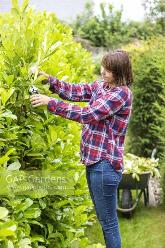 Woman using secateurs to cut back hedge