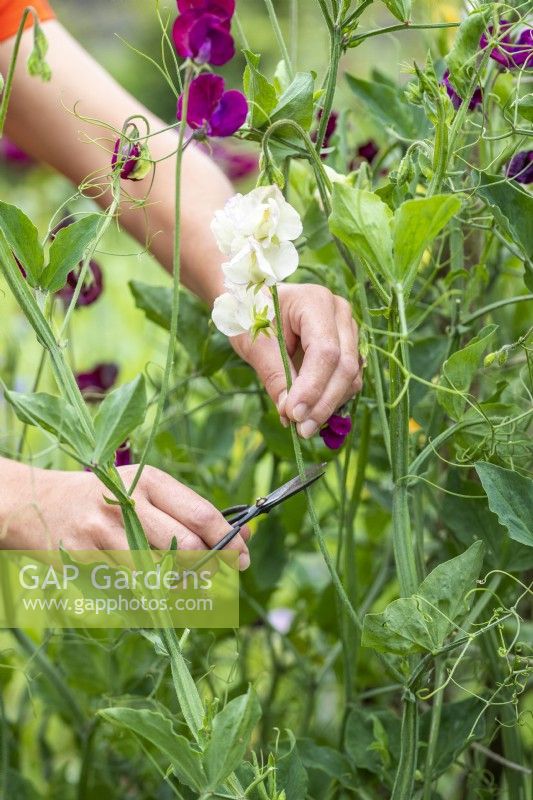 Picking a Lathyrus 'High Scent' - Sweet Pea
