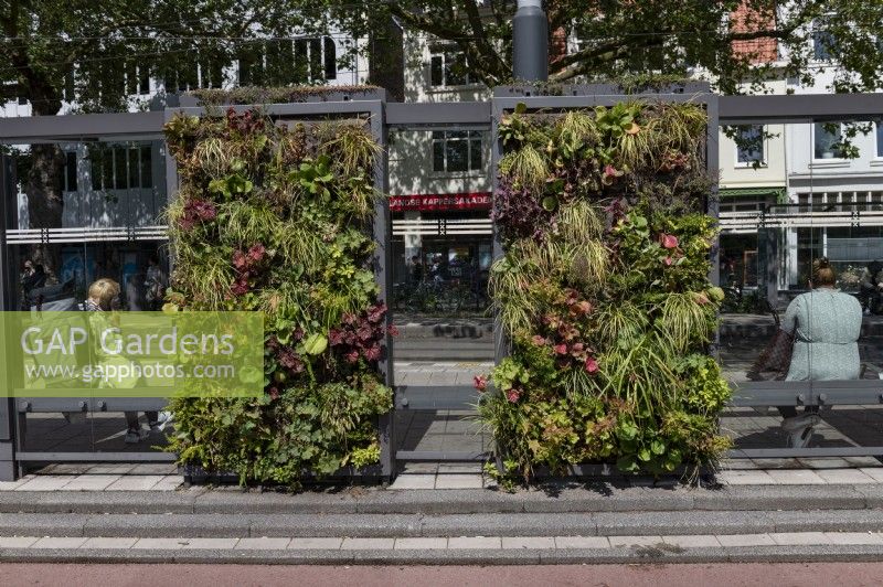 Greening of public spaces Amsterdam. 
The advertising space and roof of a tram stop shelter on the Weteringschans in the centre of the city have been replaced by a living wall and roof. 