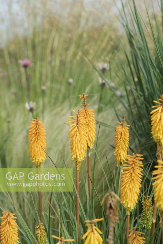 Kniphofia 'Bees Sunset' - Red hot poker