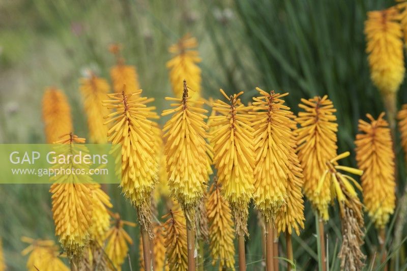 Kniphofia 'Bees Sunset' - Red hot poker