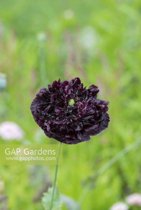 Papaver somniferum 'Black Beauty' - Opium Poppy