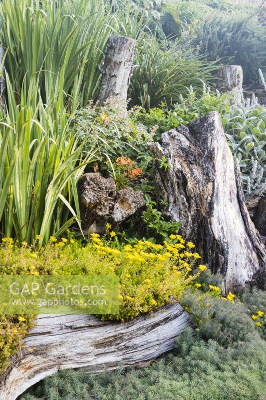 The Stumpery with yellow sedums