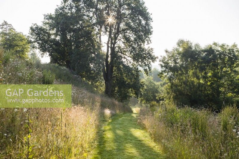 Mown grass path and borders of wild plants and grasses with sun through trees. July
