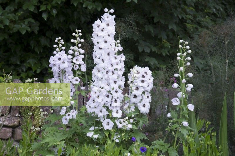 Delphinium 'Magic Fountains Pure White' in front of stone wall