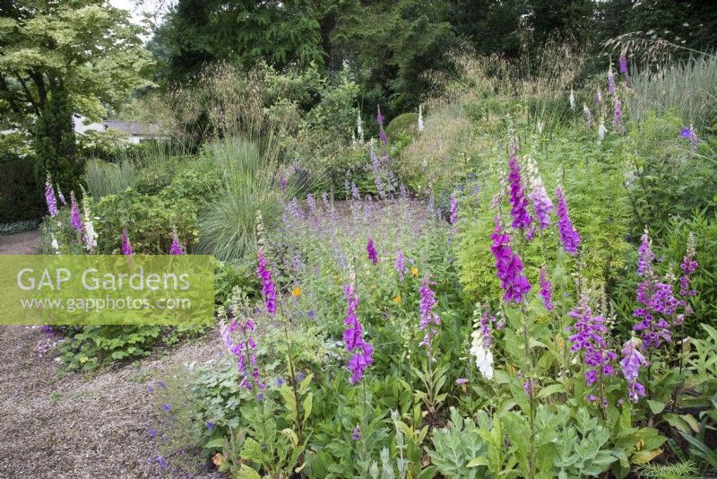 Island bed and border with gravel path. Informal planting includes: Digitalis, Stipa gigantea and Nepeta 
