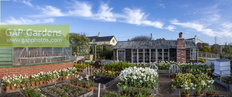 Raised beds set in gravel surrounded by greenhouse and outbuildings. Beds filled with Tulipa 'Purissima' and Narcissus - Daffodil 