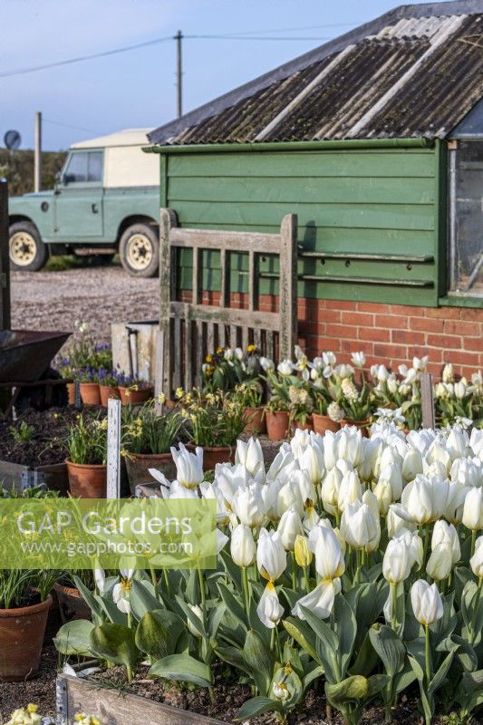 Bed of Tulipa 'Purissima' - Tulip -near rural outbuilding and wooden gate