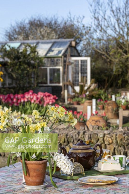 Table set for tea near potted flowering bulbs, country garden beyond