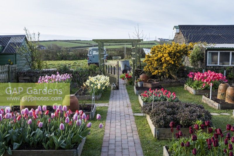View along paved path to gate and arch with countryside beyond. In foreground, raised beds with Tulipa - Tulip.