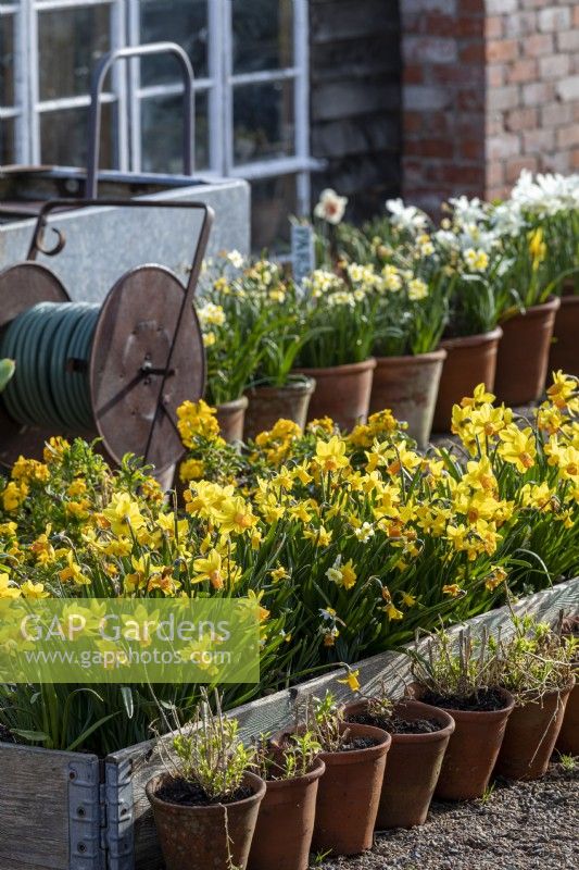 Narcissus 'Tete a Tete' in a raised bed, rows of flowering bulbs in pots in front of water tank and hose reel.

