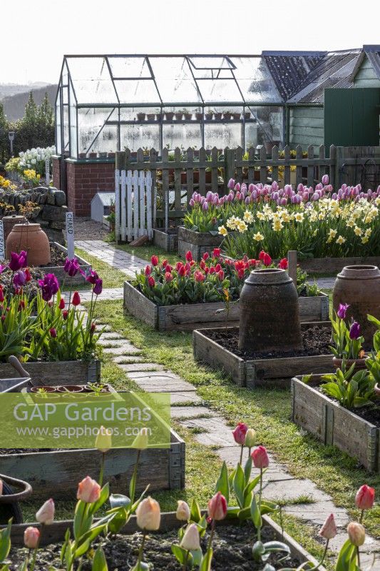 Colourful garden filled with spring bulbs.  Early morning view across garden of raised beds filled with Tulips and Daffodils. Greenhouse