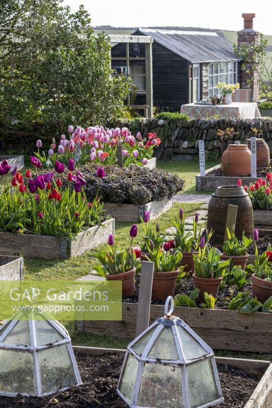 View of raised beds filled with tulips, in foreground antique glass cloches. 