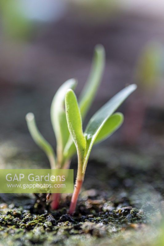 Growing on seedlings in greenhouse