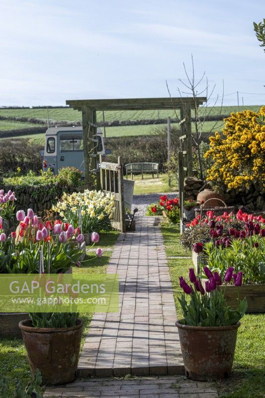View along straight paved path to wooden arch, nearby Tulipa - Tulip - in pots and raised beds 