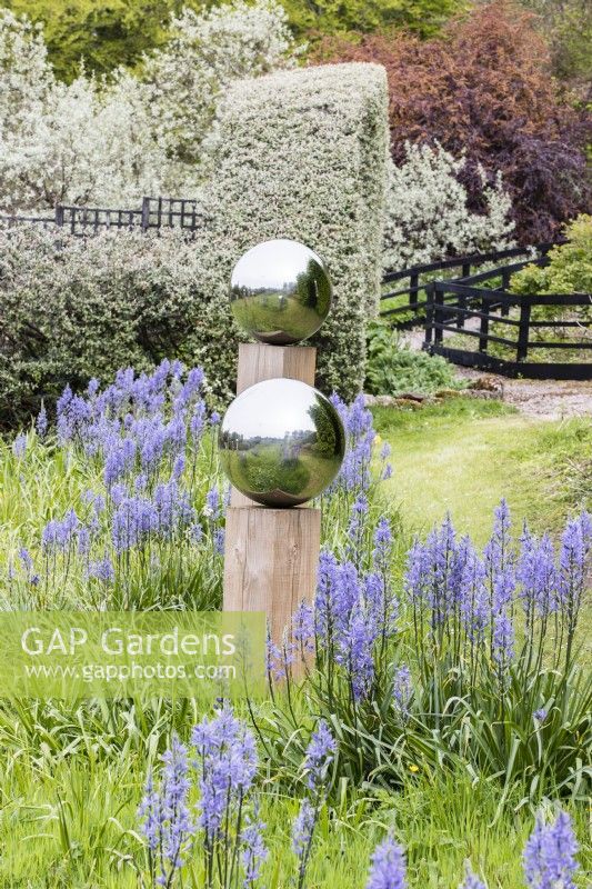 Wooden columns topped with stainless steel globes reflecting the surroundings. Meadow planted with Camassia leichtlinii aka Camassia leichtlinii subsp.suksdorfii. June. Summer