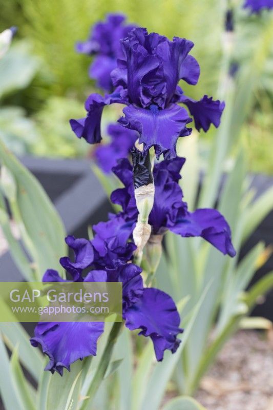 Iris 'Dusky Challenger' with several flowers. June