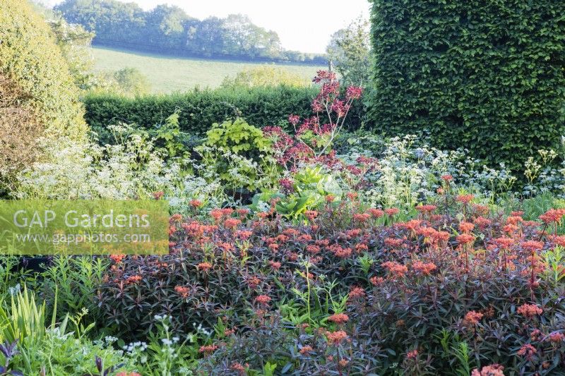 Border with Euphorbia griffithii 'Dixter' in front of shrubs. June. Summer