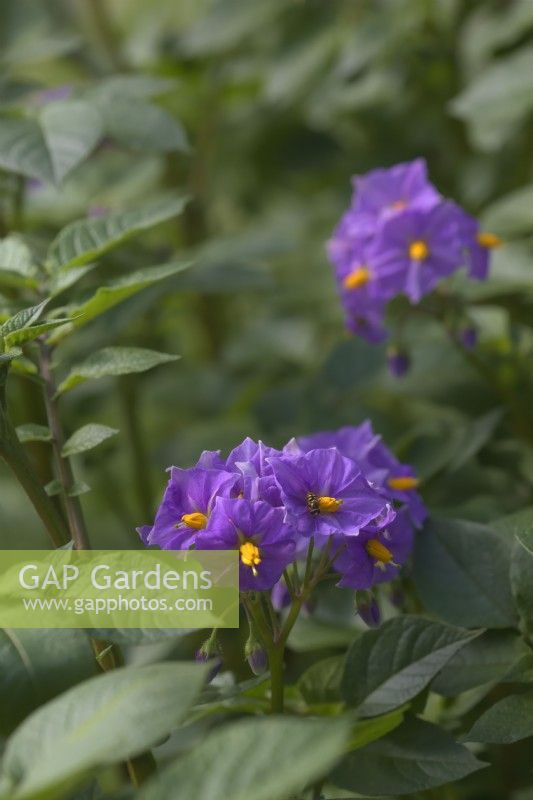Flowers on Potato - Solanum tuberosum 'Blue Danube'
