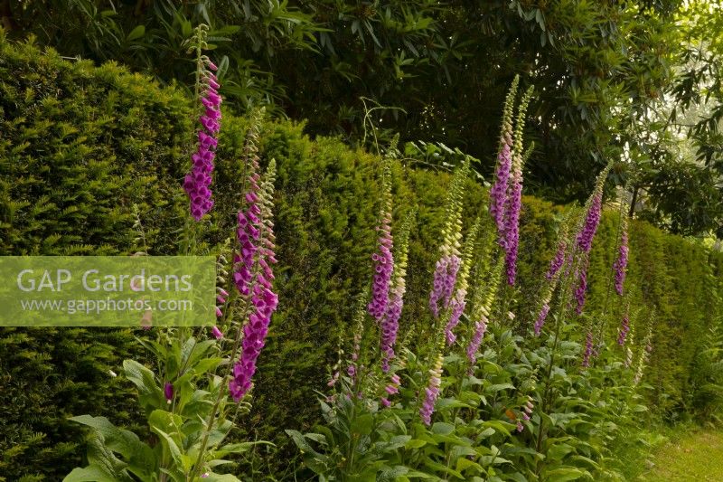 Digitalis purpurea - Foxglove - next to a Yew hedge