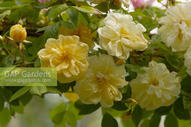 Rosa 'Leverkusen' a pale yellow rose on an arbour at 