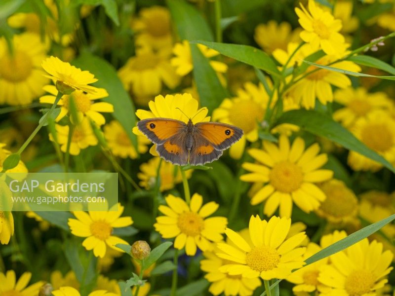 Gatekeeper Butterfly Pyronia tithonus on corn marigolds July Summer