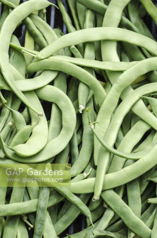 French Climbing Bean 'Lazy Housewife'