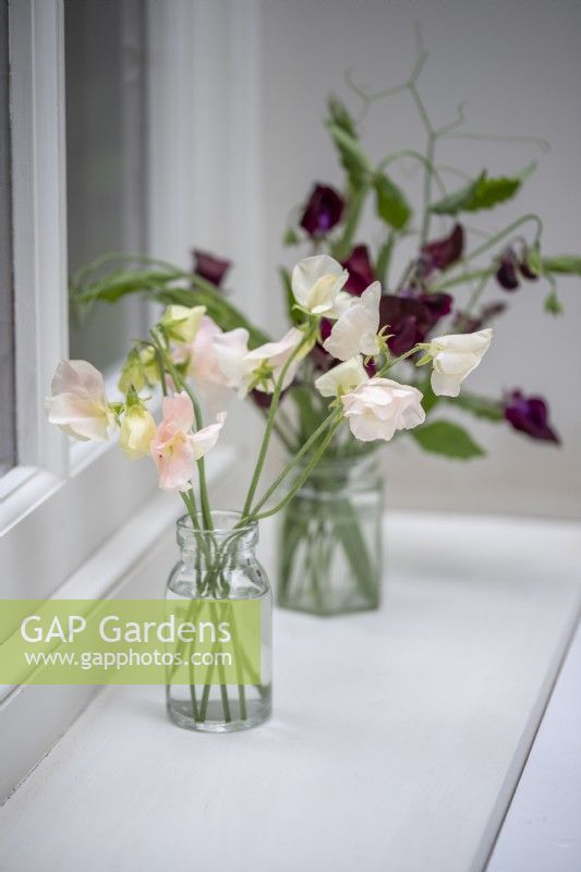 Simple glass vases with Lathyrus 'Champagne Bubbles' - Sweet Pea