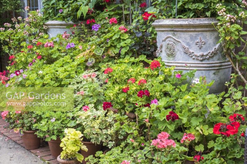 Large display of pelargoniums in terracotta containers on paving outside house 