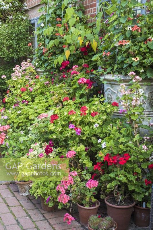 Display of  Pelargoniums in terracotta containers on terrace outside  house with ornamental containers of tender climbers in background